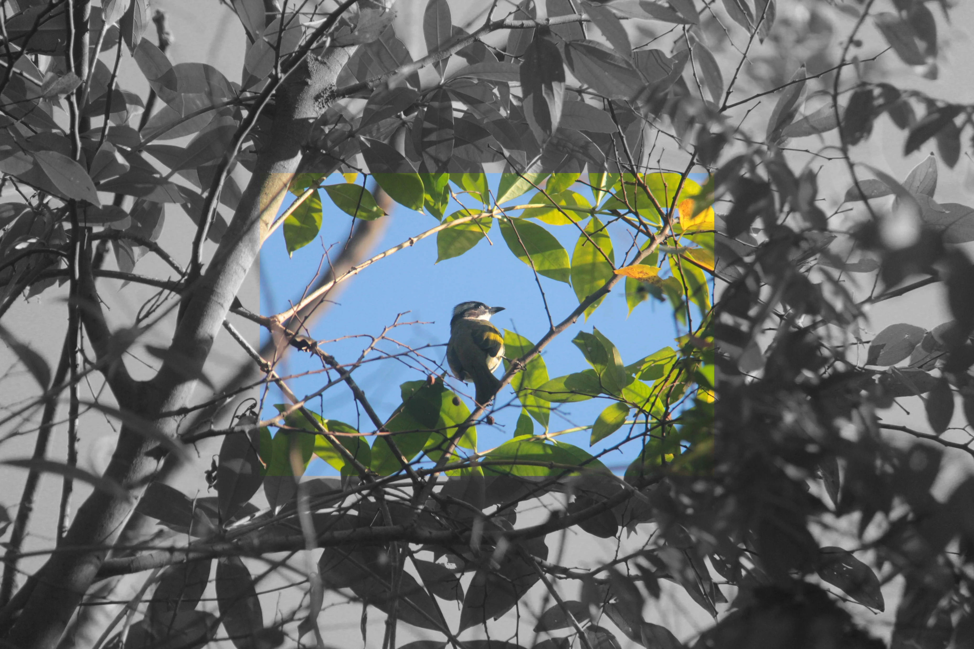 Bird photograph 8095