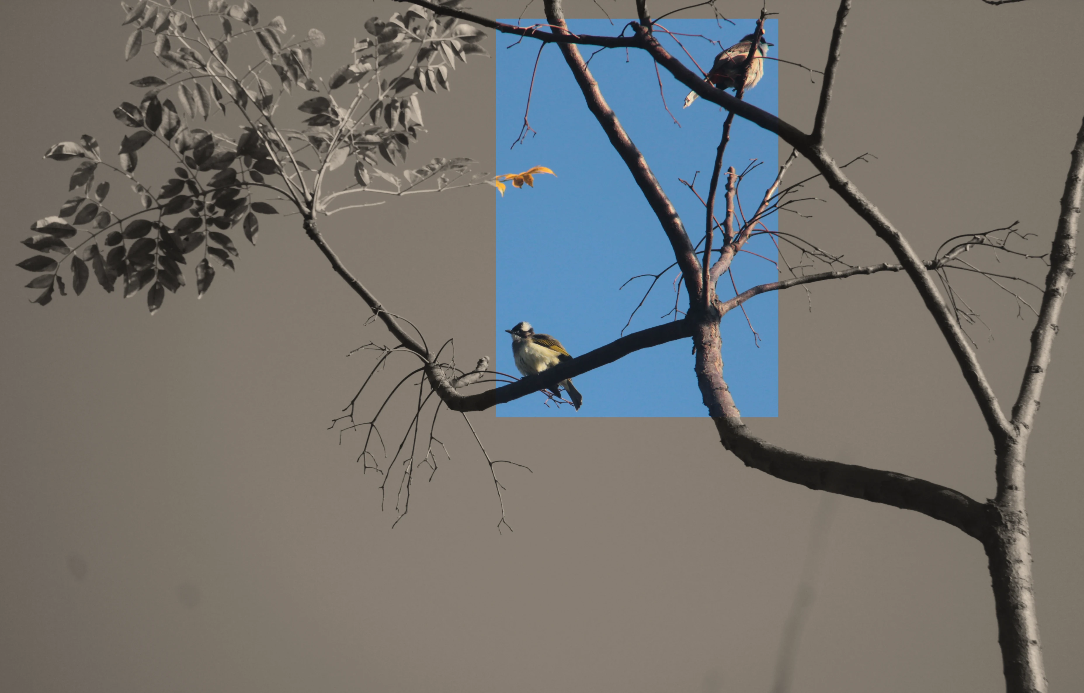Bird photograph 8130
