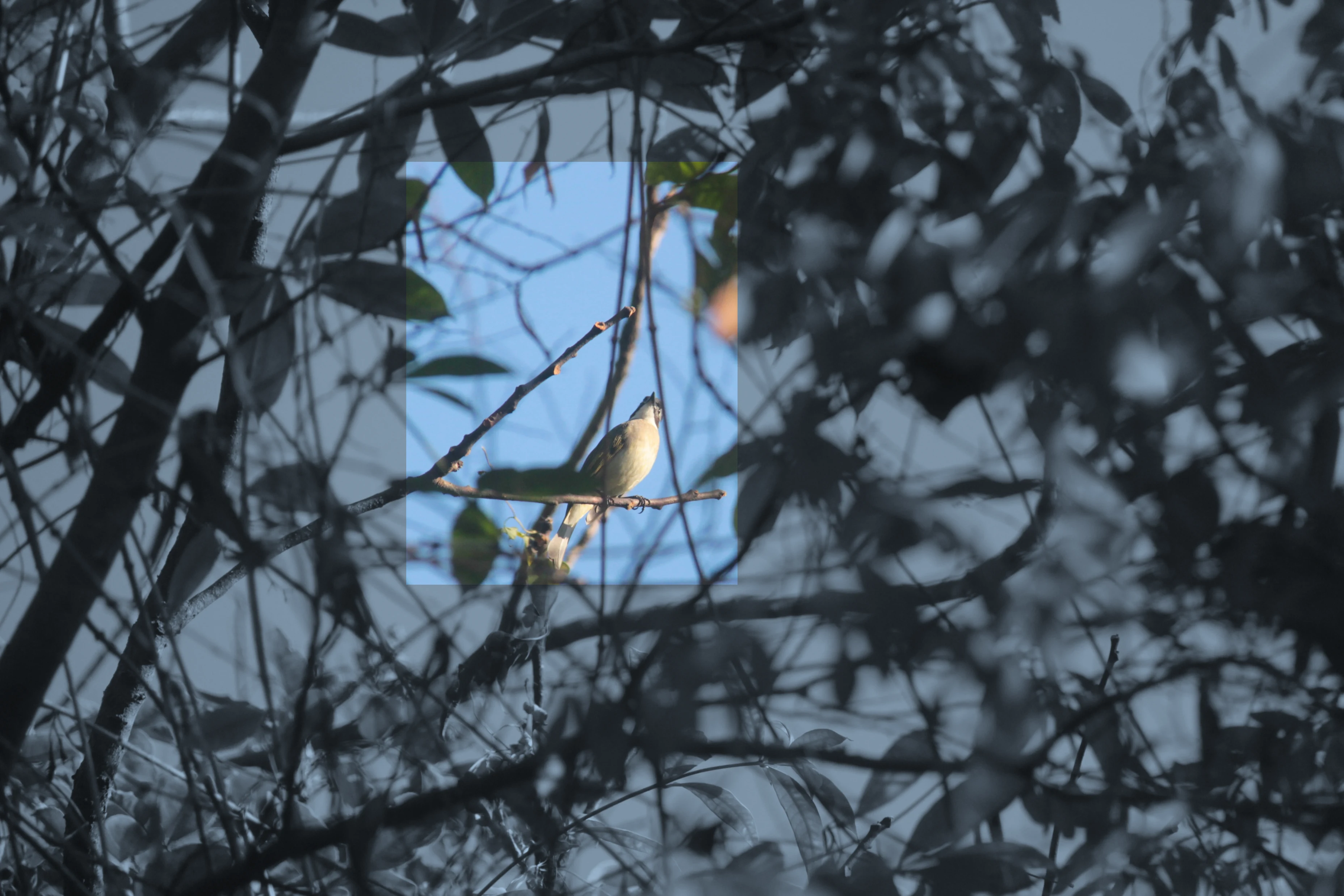 Bird photograph 8147