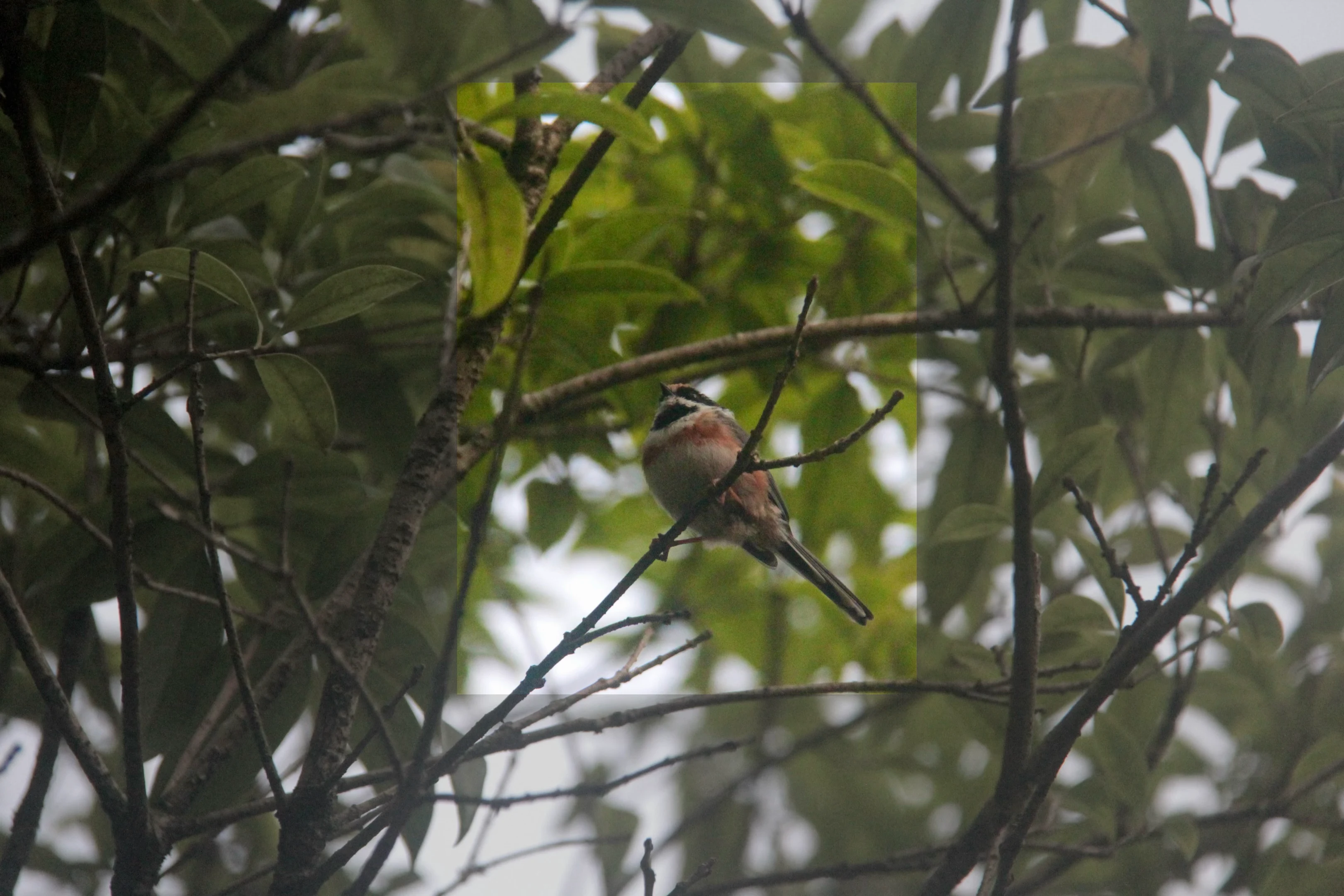 Bird photograph 9660